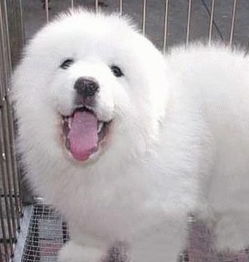 白色小狗宠物素材图片免费下载