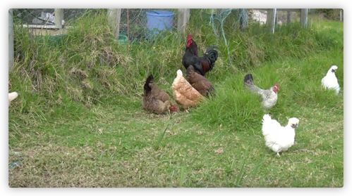 夏天到了,鸡群最容易出现热应激,鸡拉稀,夏天养鸡常见的10个问题
