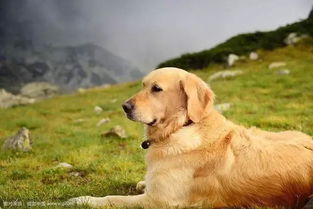 十大最安静的犬类排行,杜宾犬仅排第五,第一性格极稳定