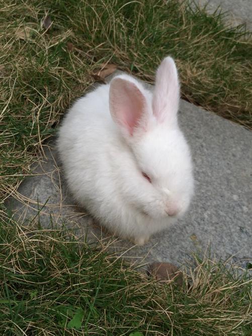 广东梅州幼雪橇犬的大约价格