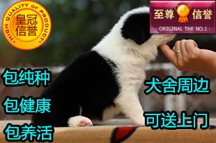 女生捡来贵宾犬,嘴刁只吃进口狗粮,吃穷整个寝室