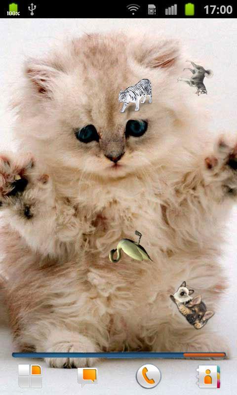 布偶猫重点色白手套