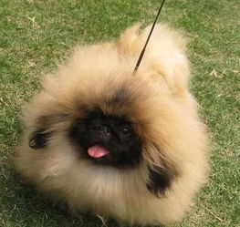 见过这只来自韩国名叫玉米的黑色小博美宠物狗狗吗