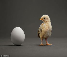 为什么鸡下蛋时鸡蛋特别干净