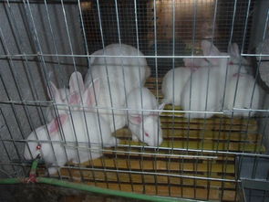 柏鲁美路兔是什么品种