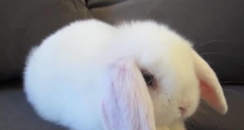 骏宝化毛膏好吗,能给兔子吃吗