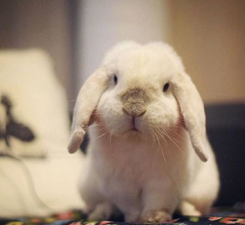 哺乳动物兔子能活多久