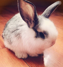 泽西长毛兔是小型的宠物兔品种