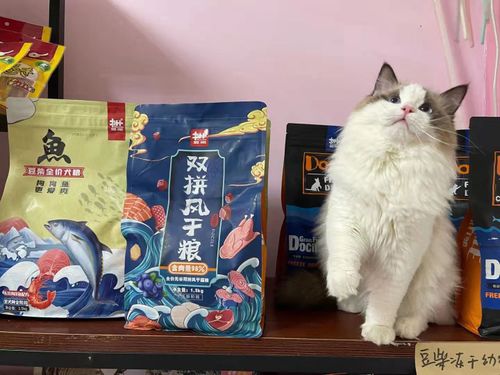 猫咪一天吃多少猫粮,刚买的小猫要怎么喂食