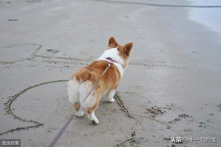 自贡宠物狗犬舍出售纯种萨摩耶犬卖狗买狗地方在哪有狗市场领养