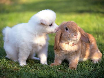 我的宠物兔兔不让我抱,这是怎么了
