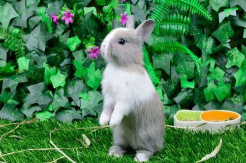 这个兔子是什么品种的