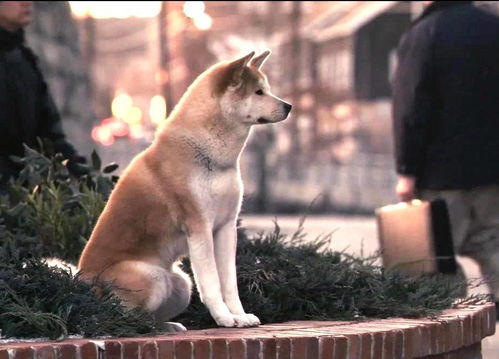 天宇犬舍出售古牧幼犬