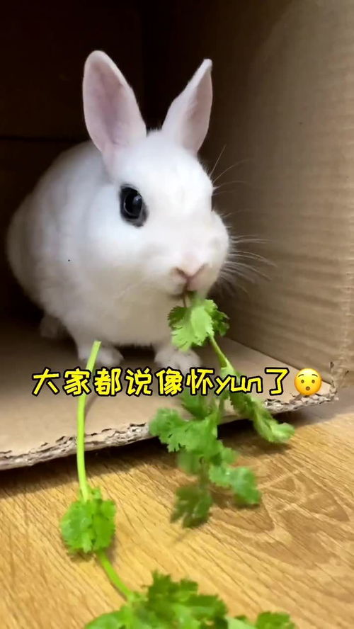 麻辣兔头那么好吃,那兔子可以当饭吃吗