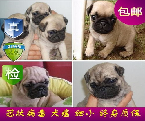 可爱卡通狗狗宠物店泰迪金毛哈士奇png动物素材图片