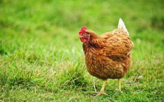 世上最大的鸡体型近2米,蛋比脸盆还大,一只能吃2个月