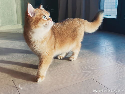 中国十大知名宠物猫品种