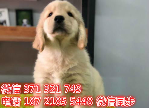 广州宠物狗狗犬舍出售纯种西施犬哪里有狗市场买狗卖狗