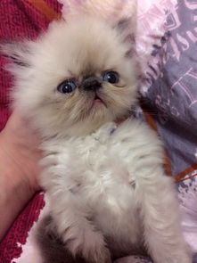 这只日本网红起司猫的表情真是独一无二的可爱