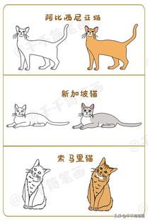 请问这是什么品种的猫