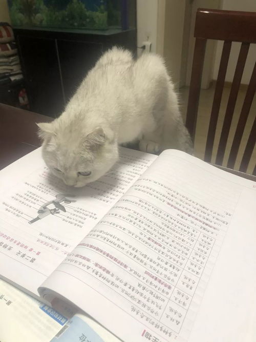 森林猫长癣好麻烦,森林猫长癣剃掉全部毛