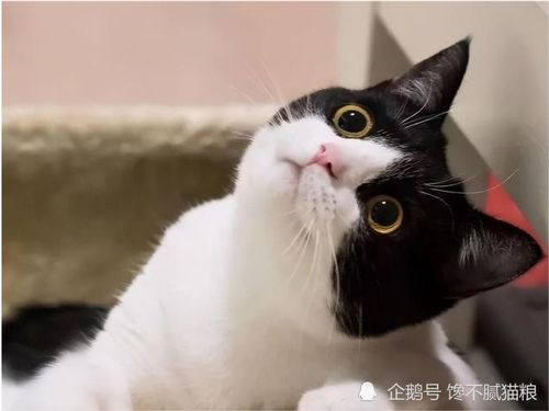 卡通猫狗友好宠物标签素材图片免费下载