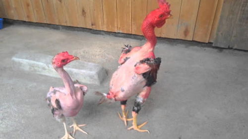 昆州小女孩在家养了2只宠物鸡,市议会