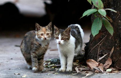 九大常见猫咪品种,你喜欢哪个