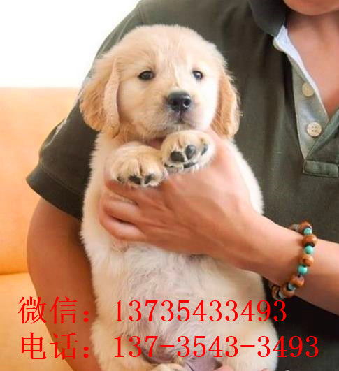 女生捡来贵宾犬,嘴刁只吃进口狗粮,吃穷整个寝室