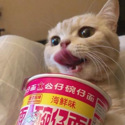 猫咪掉毛有这些原因