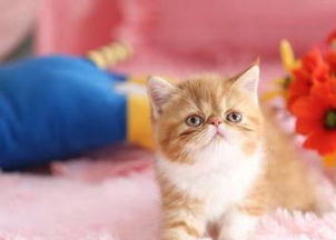 泰国网红猫拥有三万粉丝