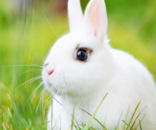 黑天使白兔子那种宠物和白兔配