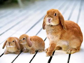 兔子那么可爱,作为宠物兔的它们种类繁多,哪种是你的最爱呢
