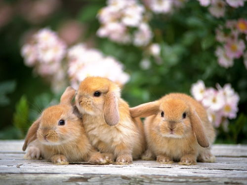 乖乖哒的宠物兔活泼又可爱,带来玩闹又可以像小男孩小女孩的各种生活