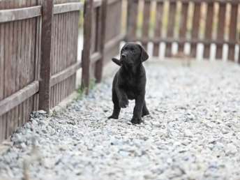 纯种马尔济斯犬