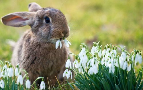 市面上常见的5种宠物兔,小兔子也分上下级关系你知道吗