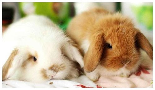 养一只兔子吧,非常的可爱那种,教你怎么养宠物兔