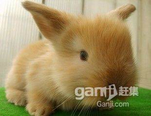 郑州兔子