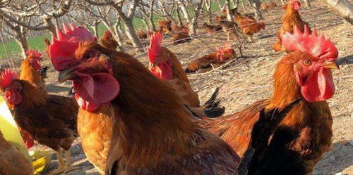 世界上最多的动物居然是鸡,为什么鸡能如此普遍