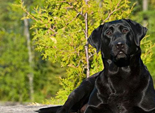 纯种比熊犬幼犬