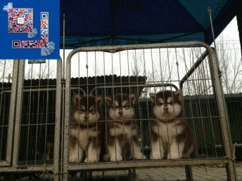 星巴克在上海开了11家宠物友好店