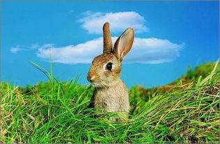 卡通手绘可爱动物兔子免抠png图片大小2000x2000px