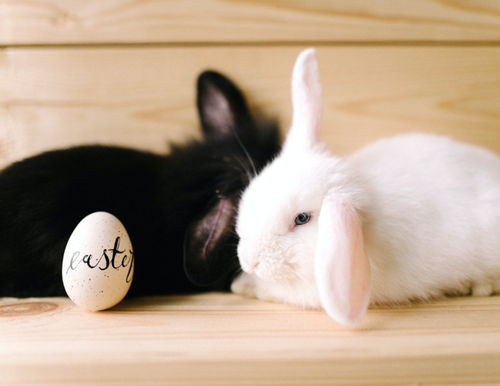 兔子吃巧克力繁殖