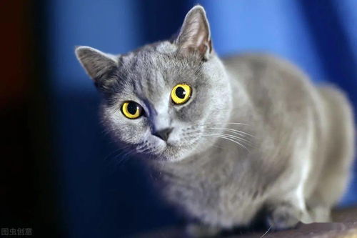 神秘魅力的猫咪,美丽又活泼,真是太迷人了