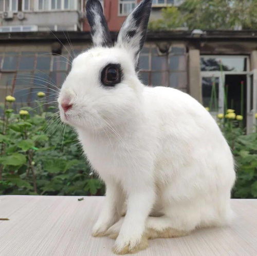 适合家养的宠物兔,你都知道名字吗,超软萌的垂耳兔你爱了吗