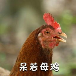 鸡年说鸡,24种云南人吃鸡方法,最后一种居然是...