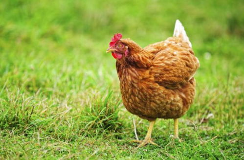 进入国家级保护名录的28个土鸡品种,你知道几个