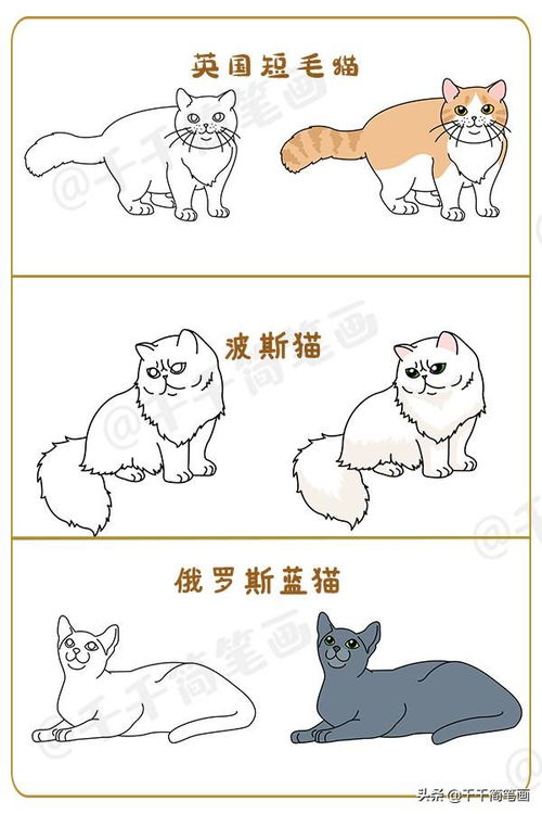 世界上最萌的七种宠物猫,你最喜欢哪一种