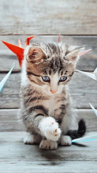 可爱手绘猫咪装饰元素素材图片免费下载