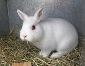 兔子品种介绍